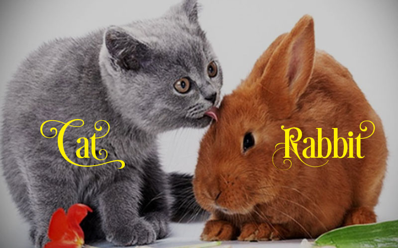 Are Rabbits And Cats Related [Rabbits Vs. Cats] Beasts Loco