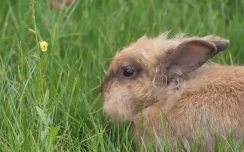 Do Rabbits Eat Insects? Bugs On the Menu! Beasts Loco