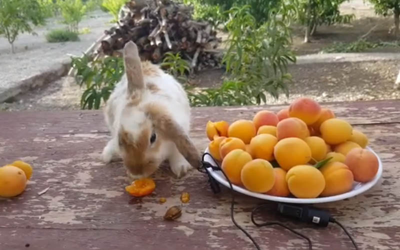 Can Rabbits Eat Apricots? Nutrient Profile, Benefits & Risks
