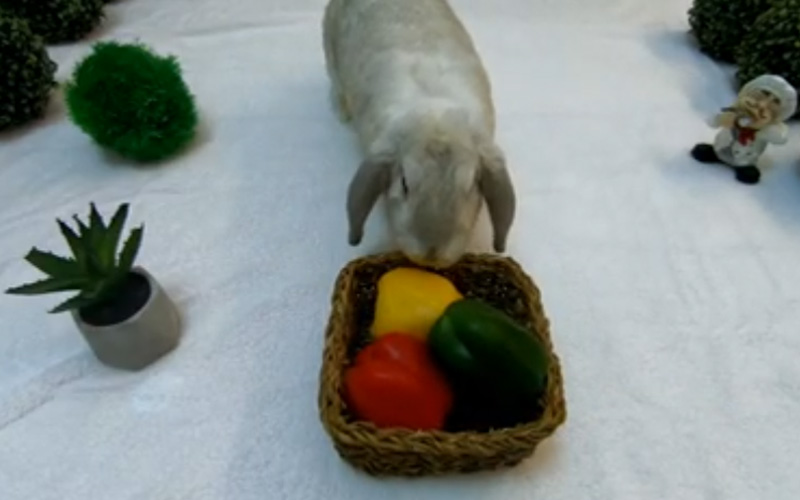 Can Rabbits Eat Bell Peppers Bell Peppers Safe for Rabbit?