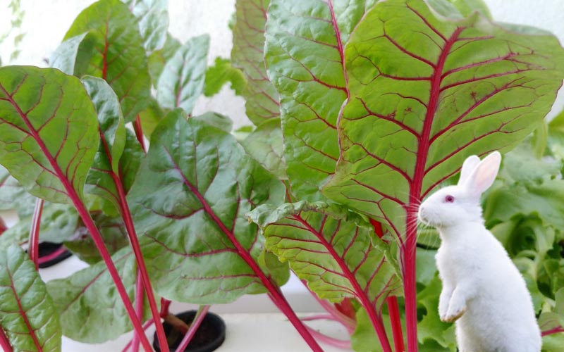 Do Rabbits Eat Rhubarb To Rhubarb or Not to Rhubarb?