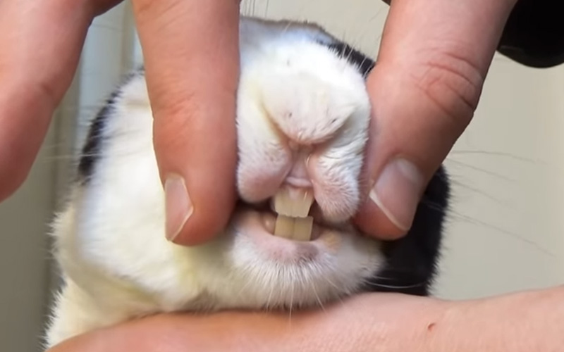 5 Common Reasons Why Do Rabbits Grind Their Teeth?