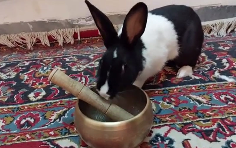 Why Do Rabbits Rub Their Chins On Things? Beasts Loco