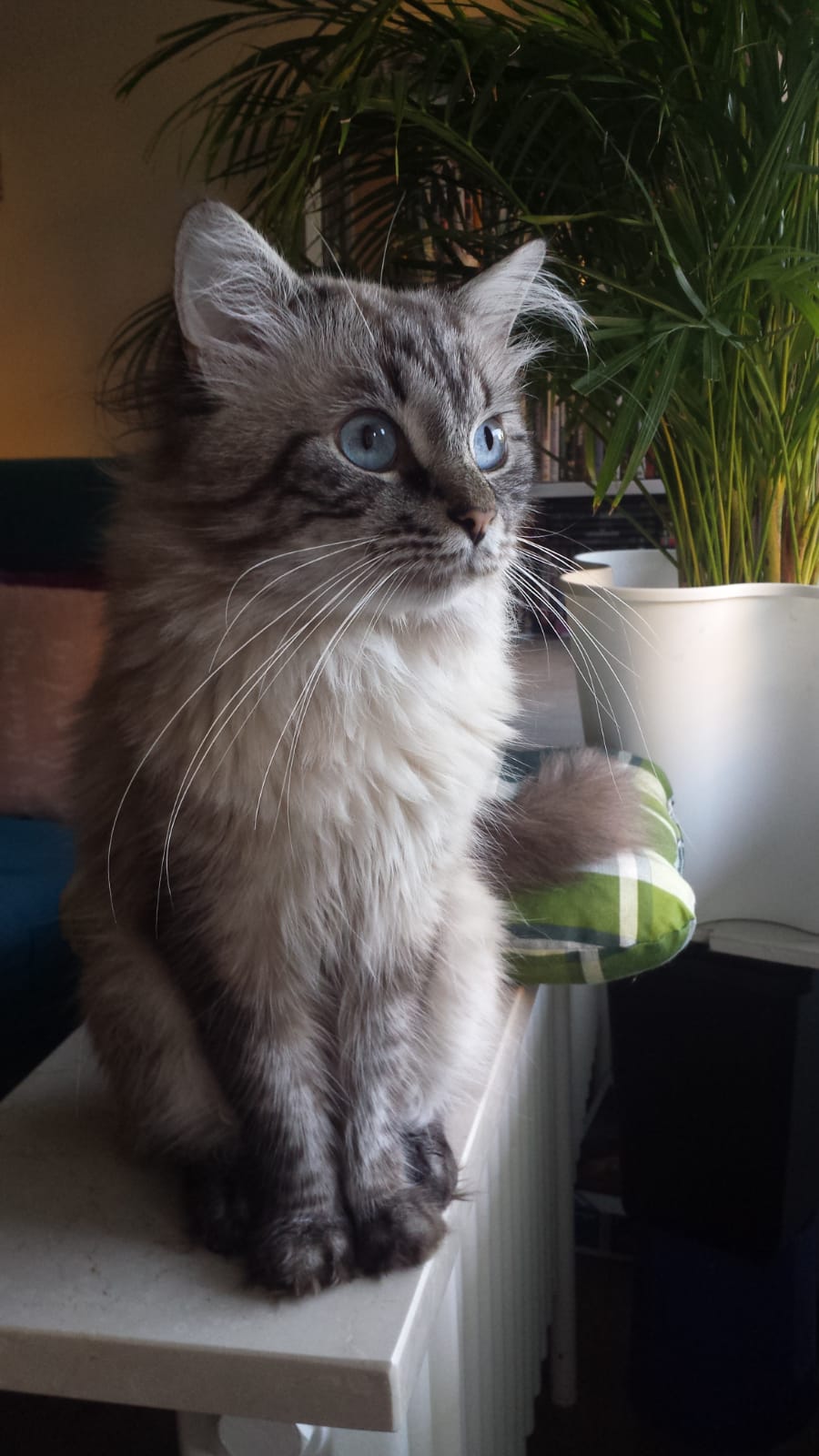 Sibirische Katze Für Allergiker