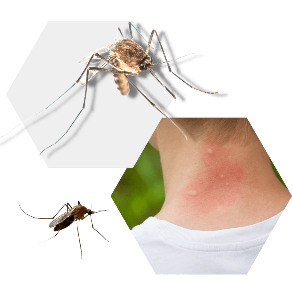 Pest Library Austin Pest Control