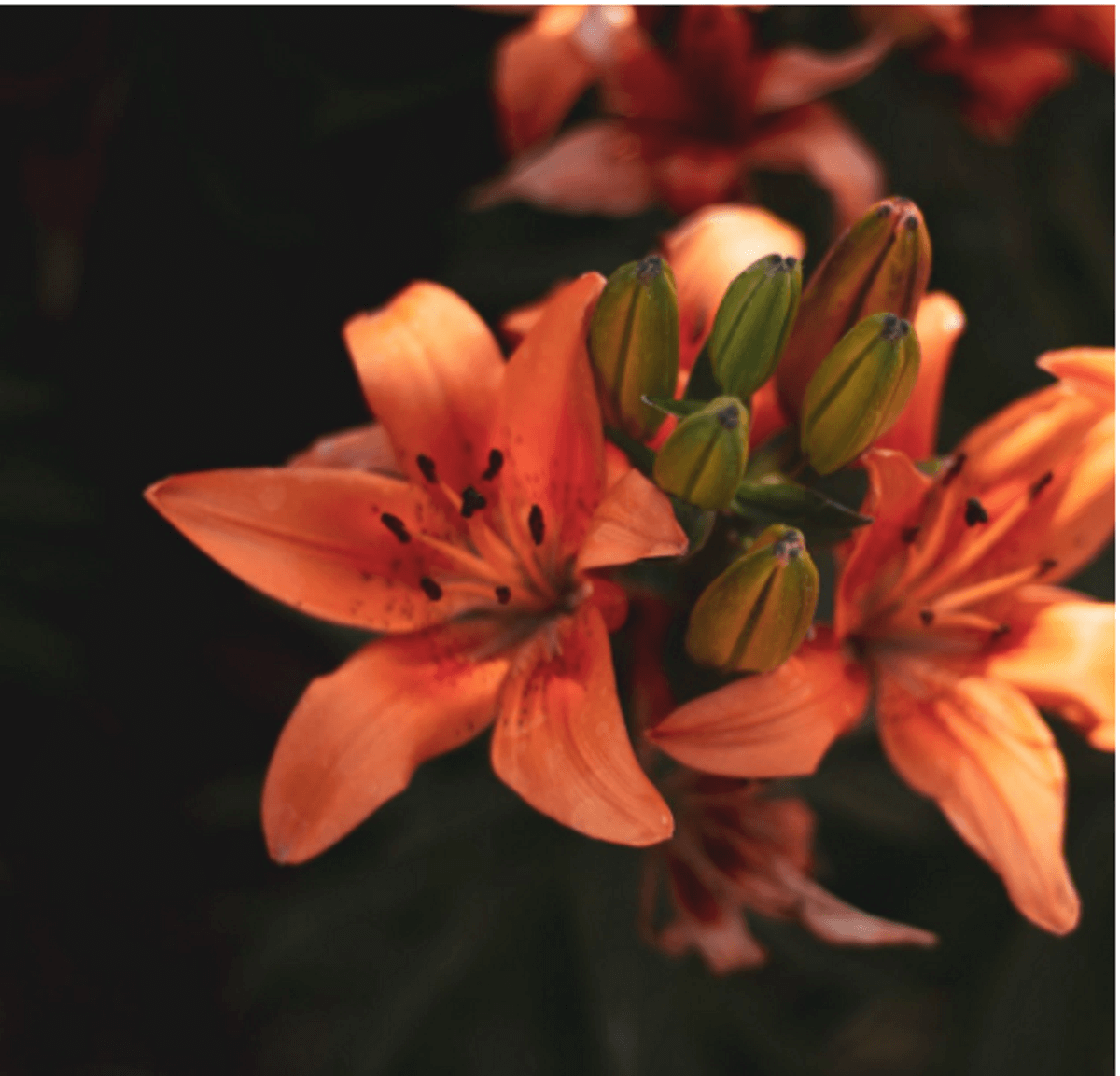 Lily Care Everything You Need to Know Beato