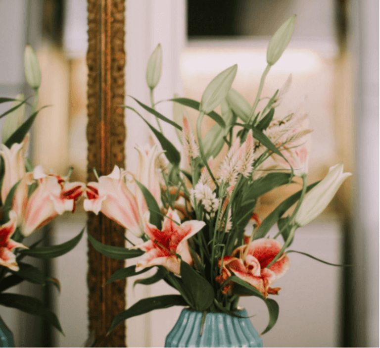 Lily Care Everything You Need to Know Beato