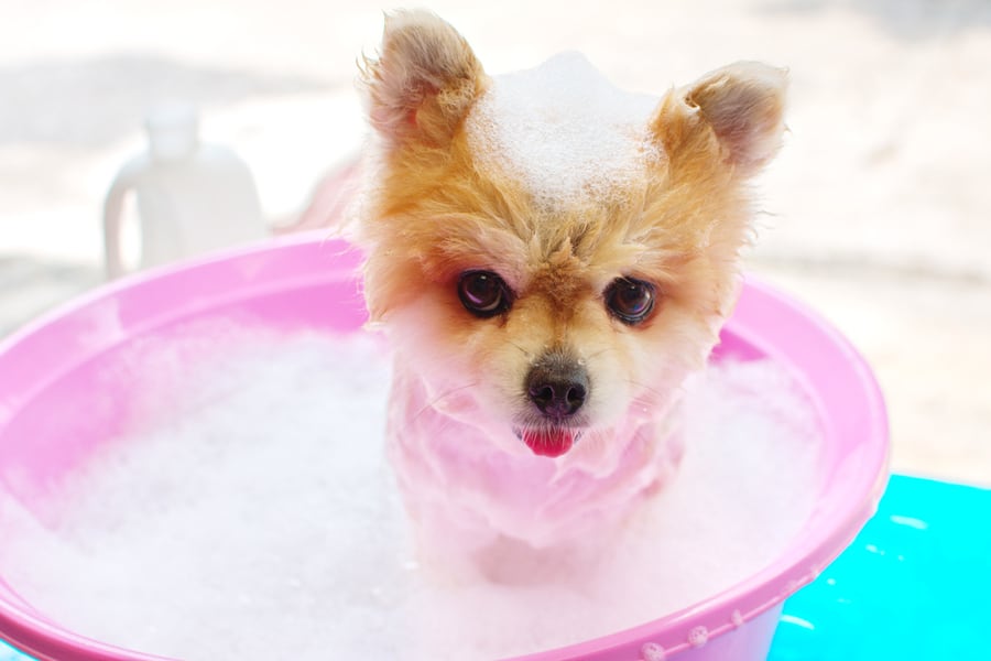 How To Get Rid of Fleas on Porch BeatPests