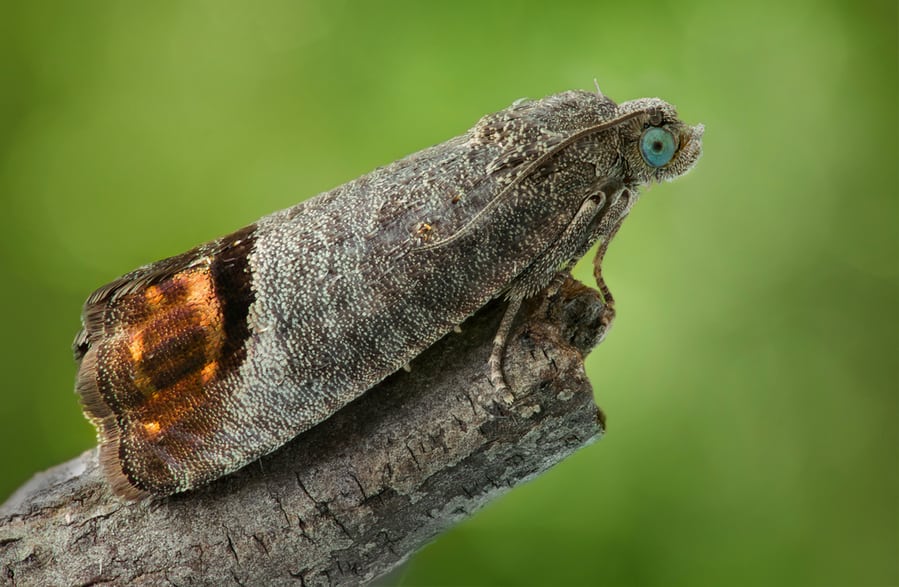 Why Do Moths Hate Cedar at Mary Peters blog