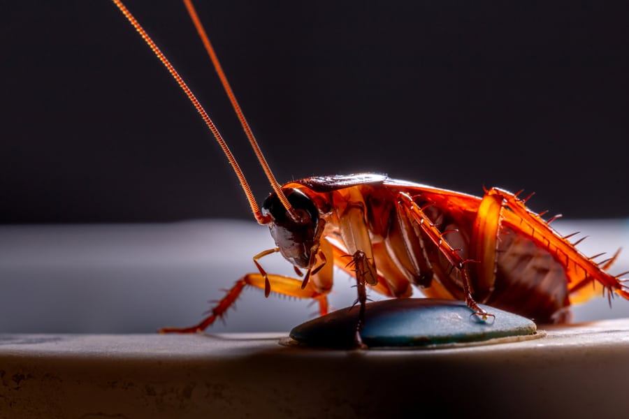 When Do Roaches Come Out the Most? BeatPests