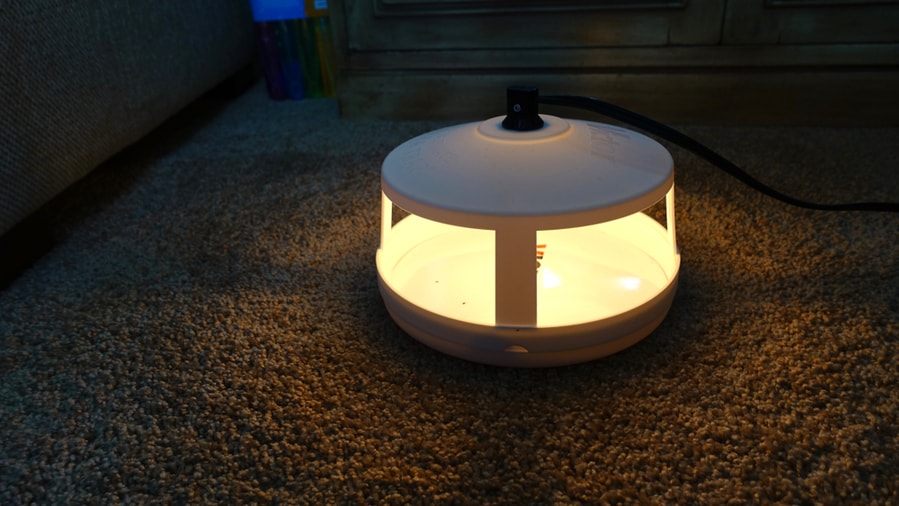 How To Get Rid of Fleas on Porch BeatPests