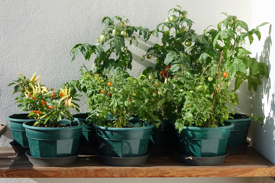 How To Keep Bees Away From Lavender BeatPests