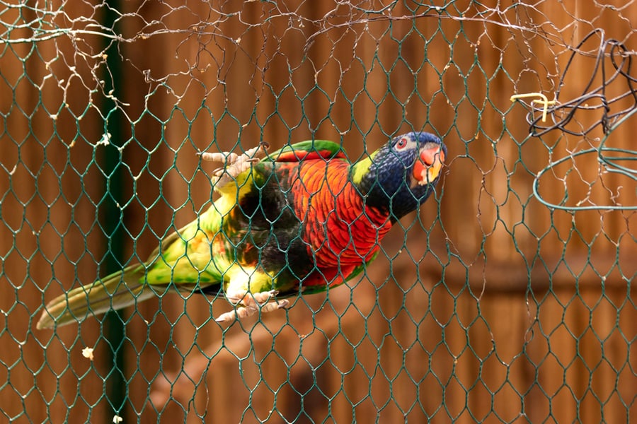 How To Keep Rats Away From Bird Cages BeatPests