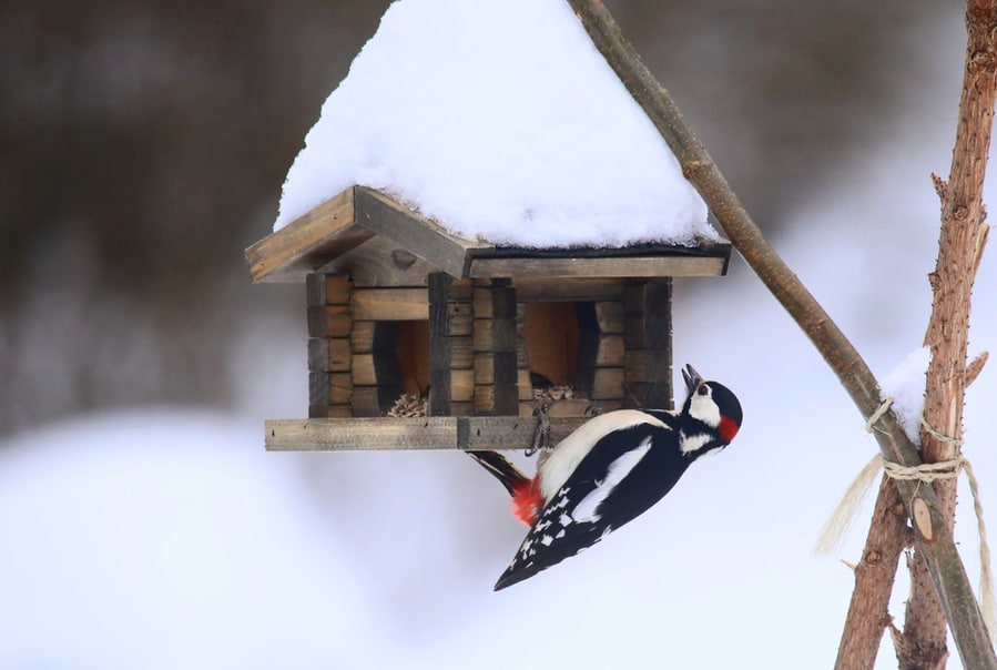 How To Deter Woodpeckers From House Siding BeatPests
