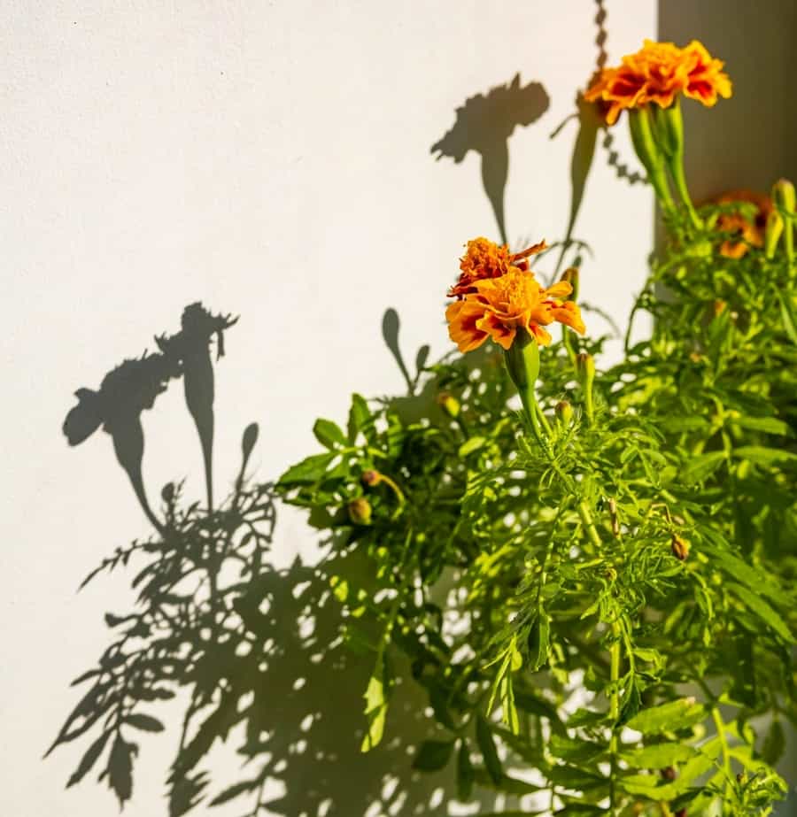 Do Marigolds Keep Spiders Away at Moises Melancon blog
