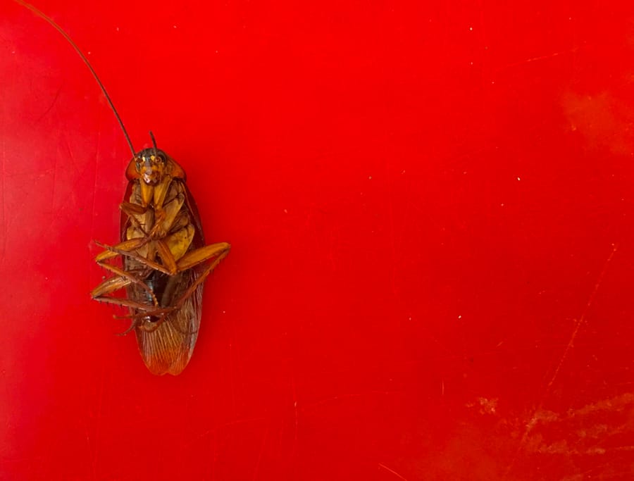 What Colors Do Roaches Hate? BeatPests