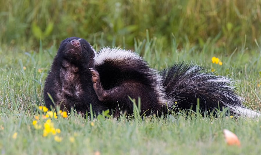 What Sound Does a Skunk Make? BeatPests