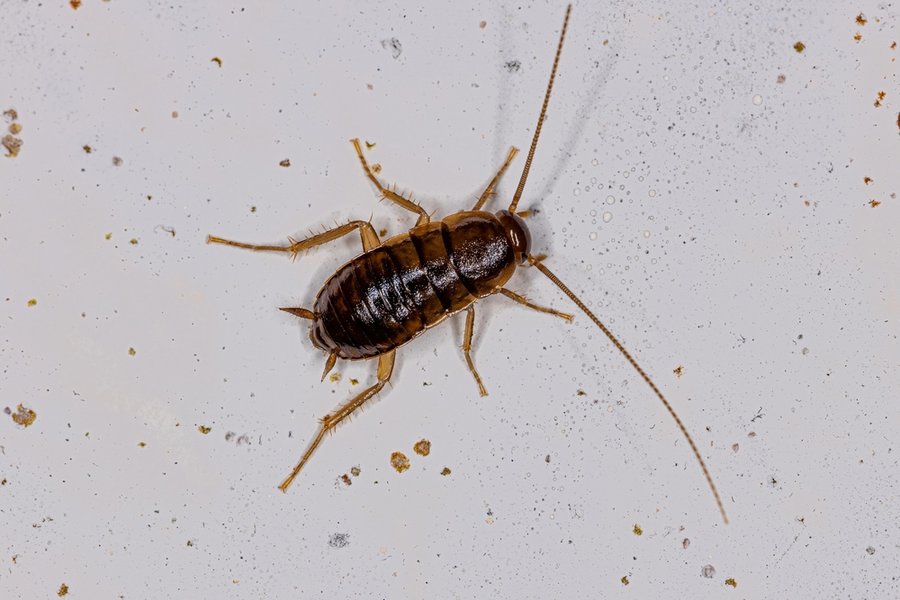 How To Tell if Your Furniture Has Roaches BeatPests