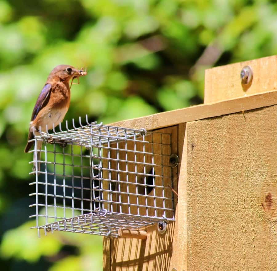 How To Keep Snakes Away From Bird Feeders BeatPests