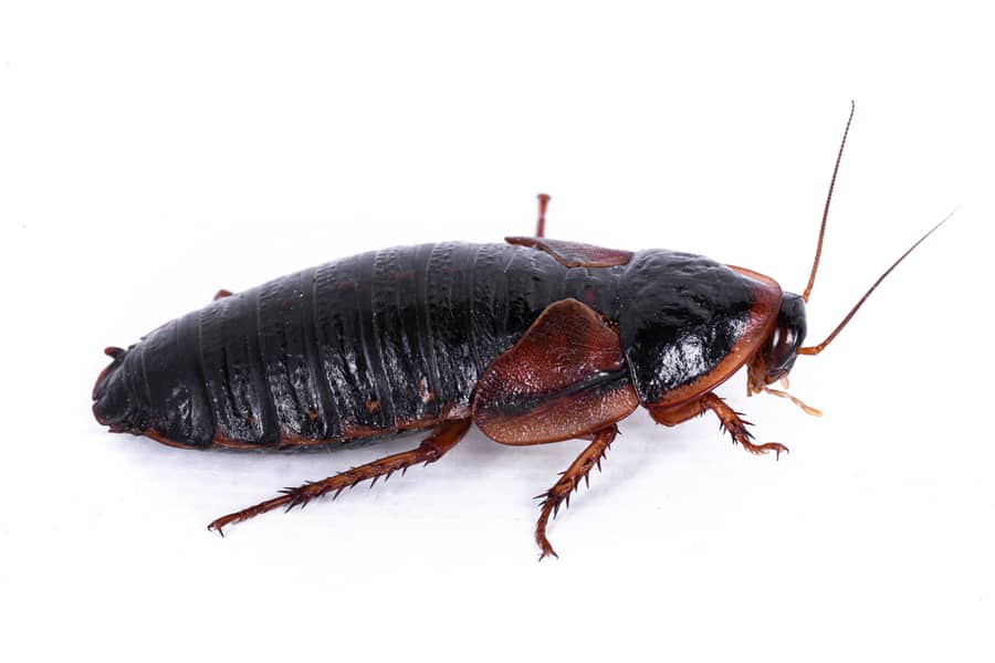 What Do Wood Roaches Do? BeatPests
