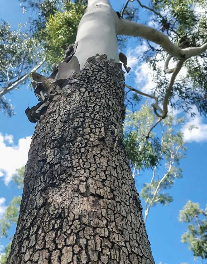 What Trees Repel Mosquitoes BeatPests