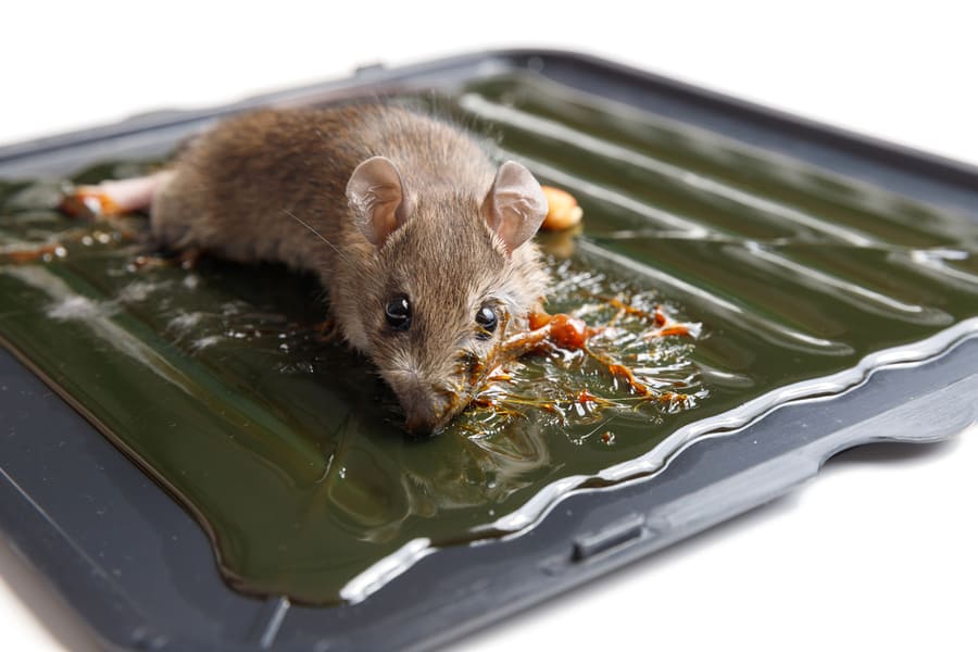 How To Keep Mice Out of Plastic Totes BeatPests