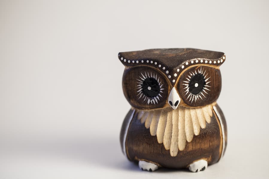 What Are Blue Jays Afraid Of? BeatPests