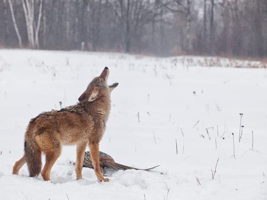 What Do Coyotes Sound Like at Night? BeatPests