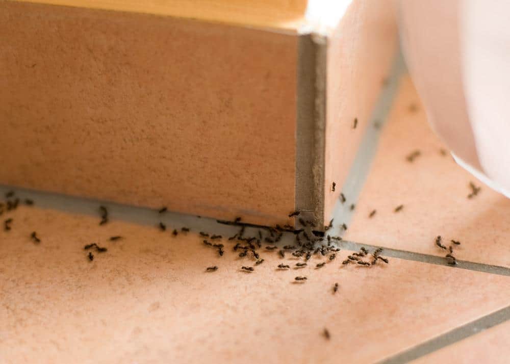 Does Tempo Dust Kill Ants? BeatPests