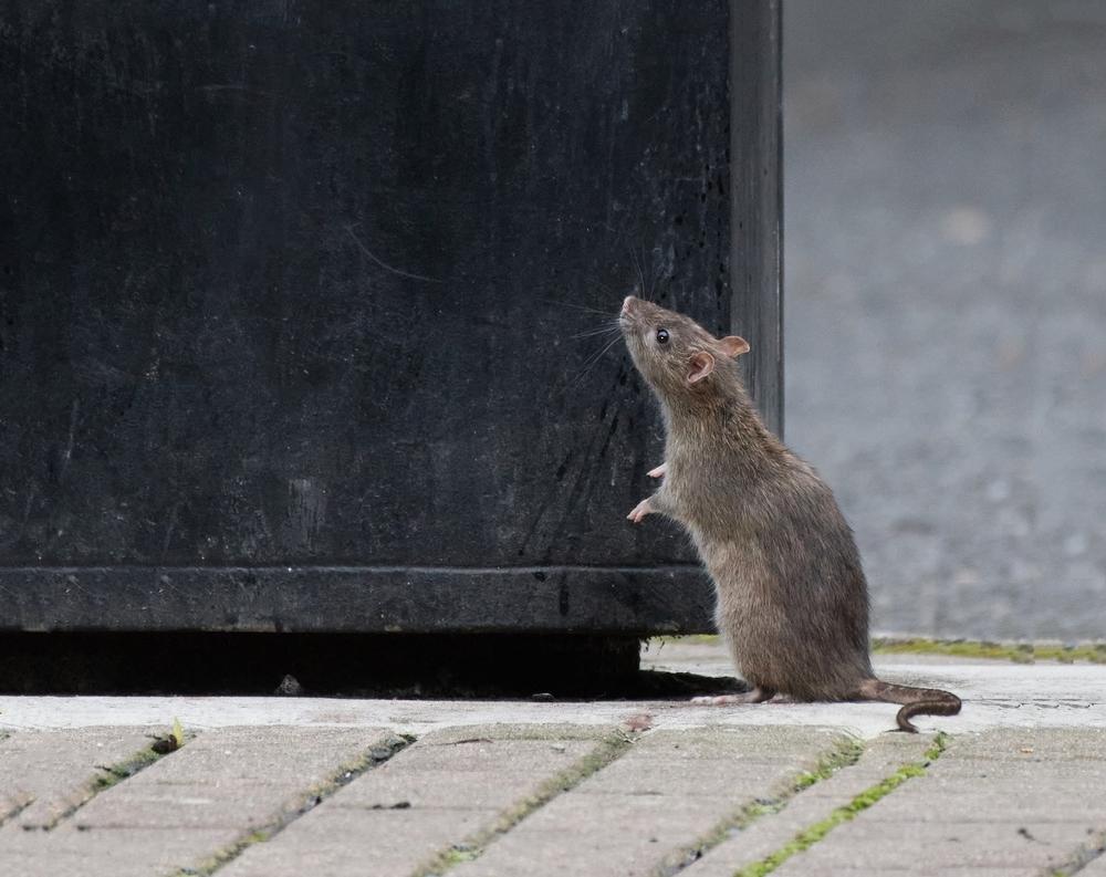 How To Deter Rats BeatPests