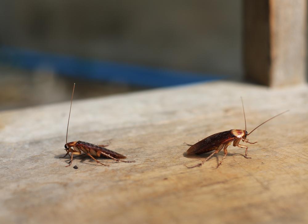 What Does Orkin Spray for Roaches? BeatPests