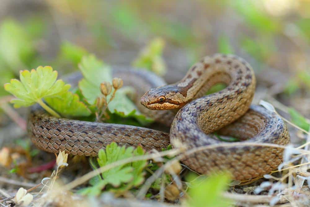 How To Keep Copperheads Away BeatPests
