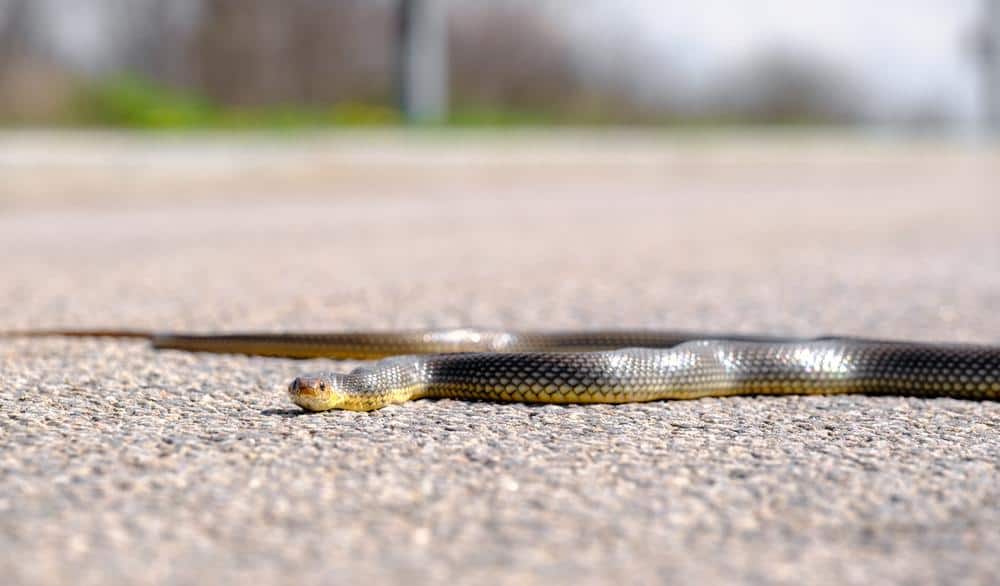 How To Keep Snakes Out of Your Flower Bed BeatPests