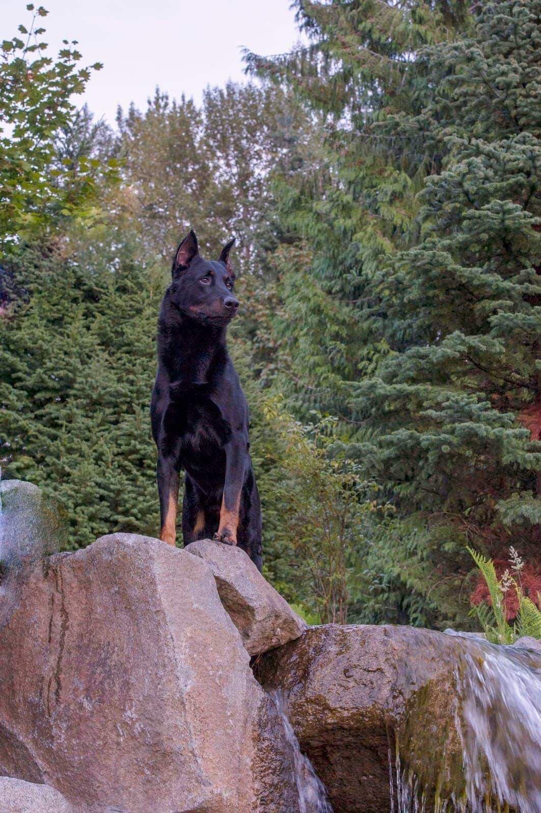 One in a Lifetime Dog “Gideon” American Beauceron Club