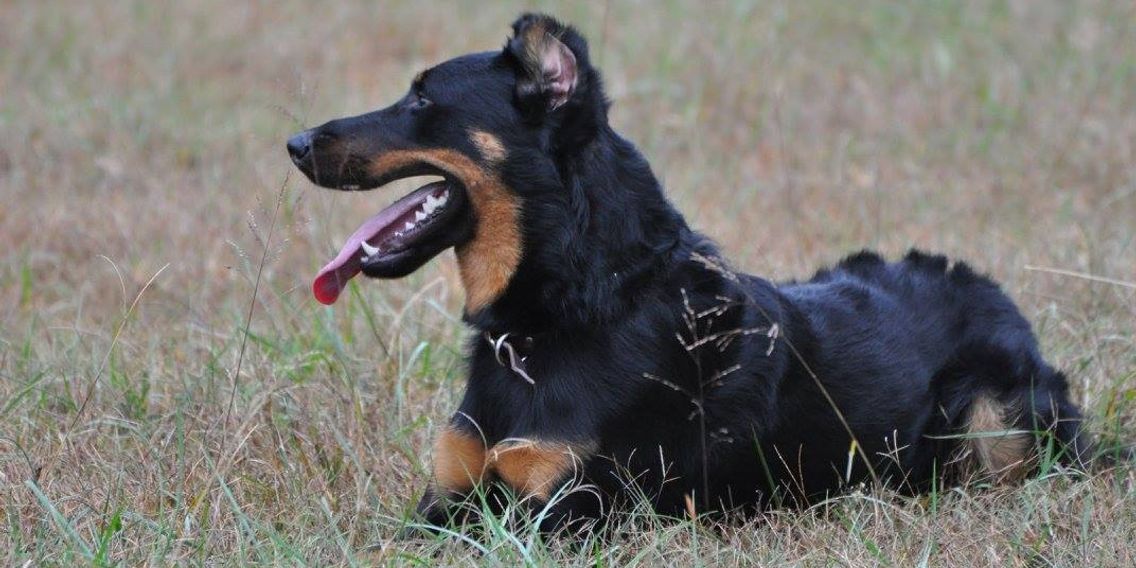 Breeders American Beauceron Club