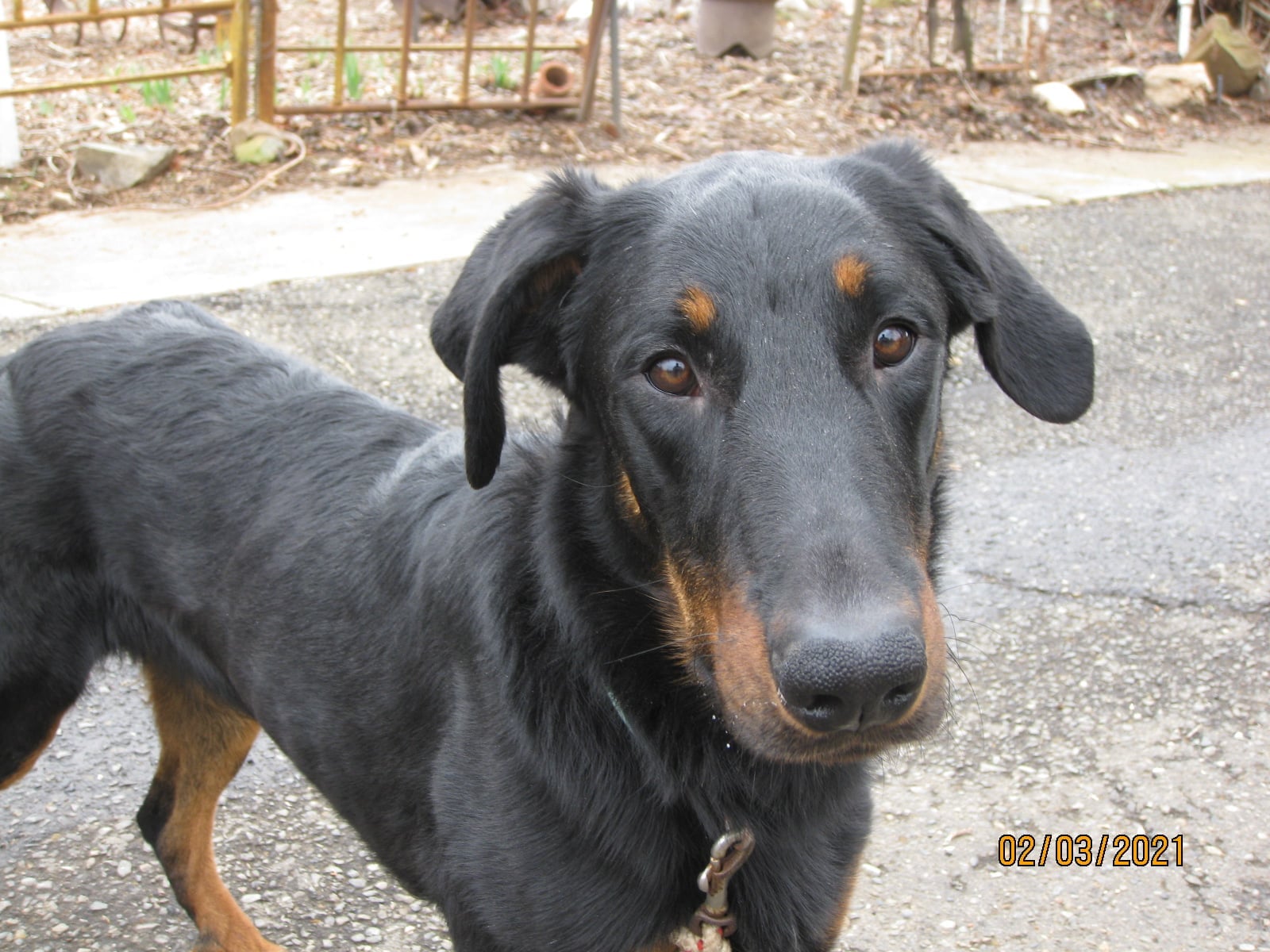 Rescue American Beauceron Club