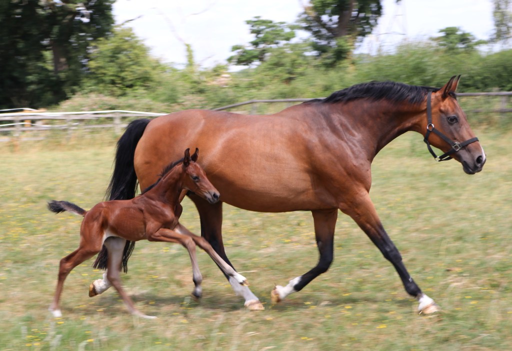 Horses for sale Beaumont Stud