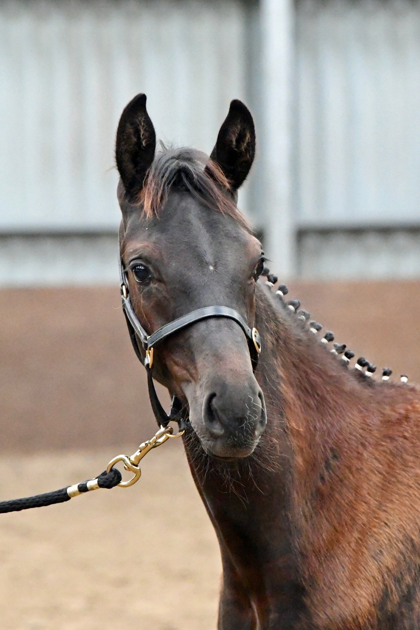 Horses for sale Beaumont Stud