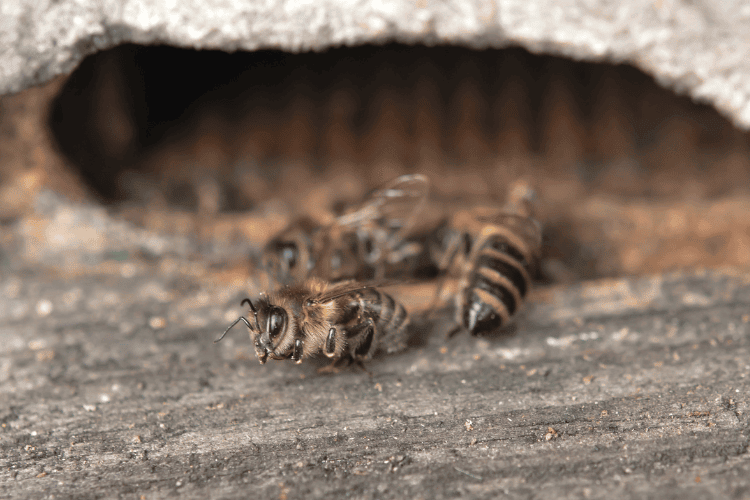 What Can Kill Bees: A Guide to Safe Bee Removal and Protection