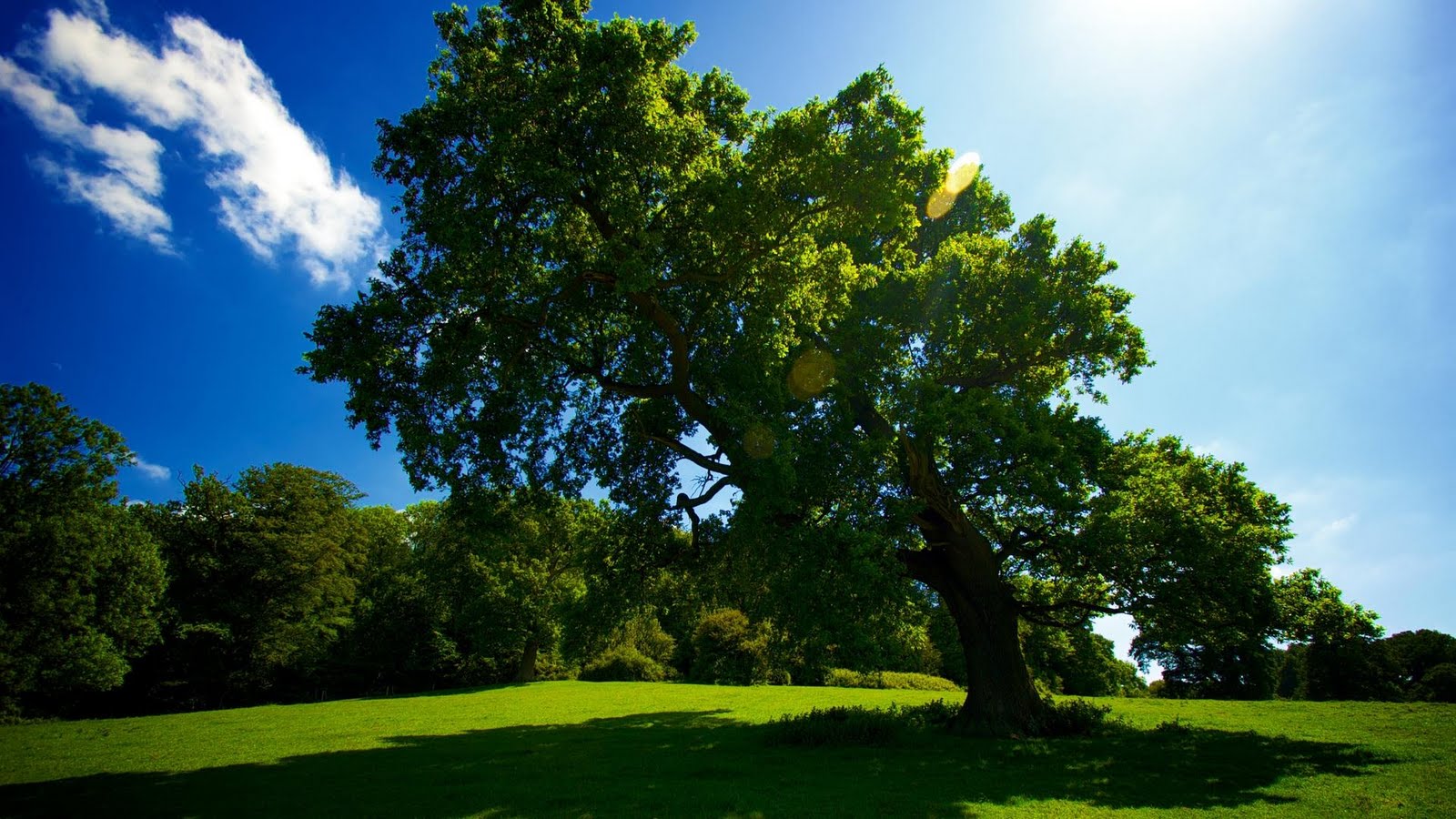 HD Tree Wallpapers PAK MOBILE GHAR