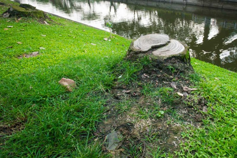 Why Need to Remove Tree Stump from Your Garden? BeautyHarmonyLife