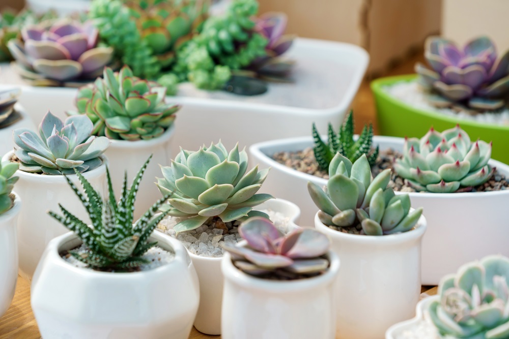 4 Benefits Of Taking Care Of Succulents BeautyHarmonyLife