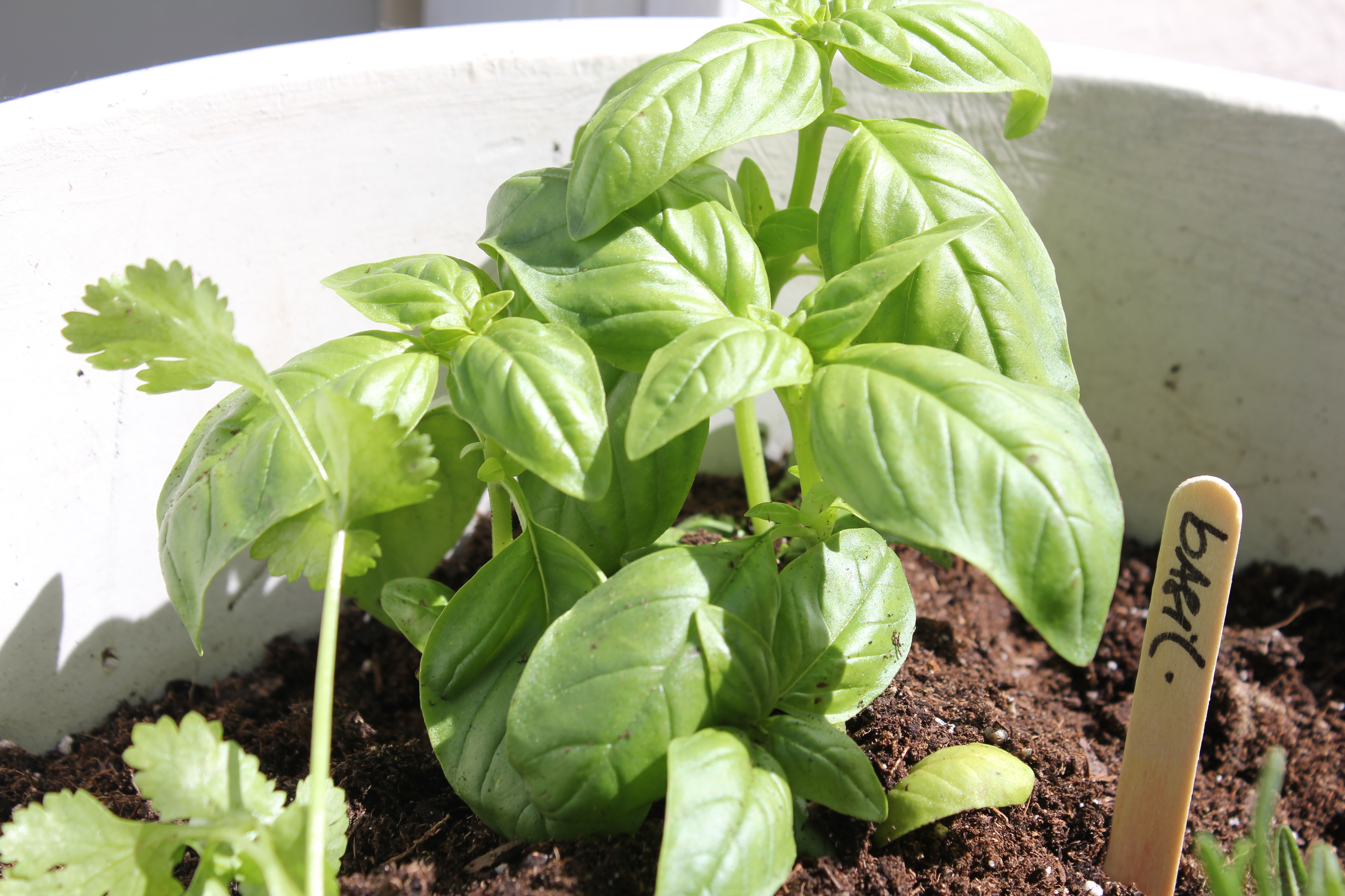 Unplanned Beauty Herbs beauty in the midst