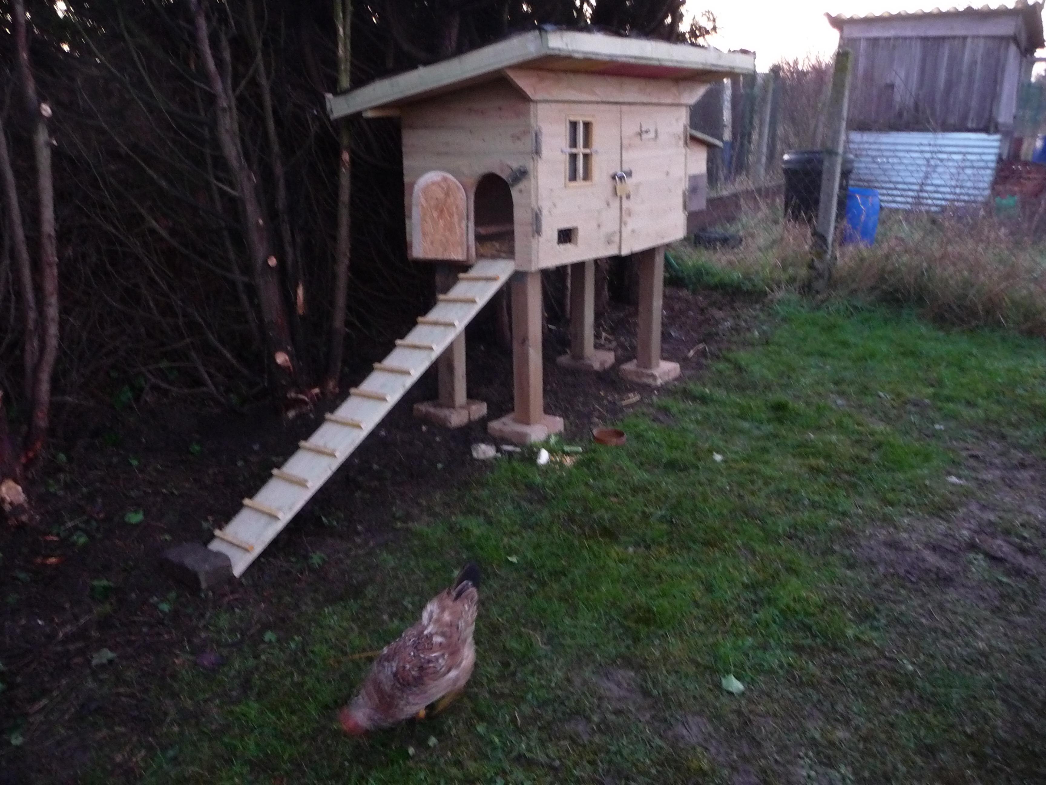 Quelques Conseils Pour Démarrer Un élevage De Poules Beauvais En