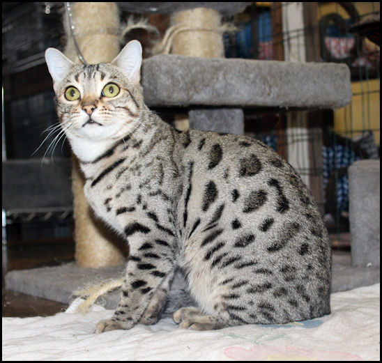 Bengal Oklahoma Beaux Mondes Bengals