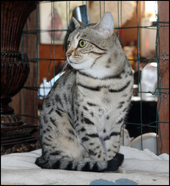 Bengal Oklahoma Beaux Mondes Bengals