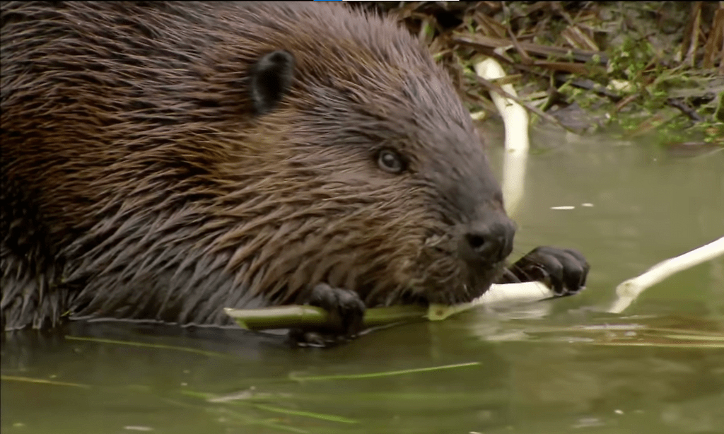 Home Beaver Removal