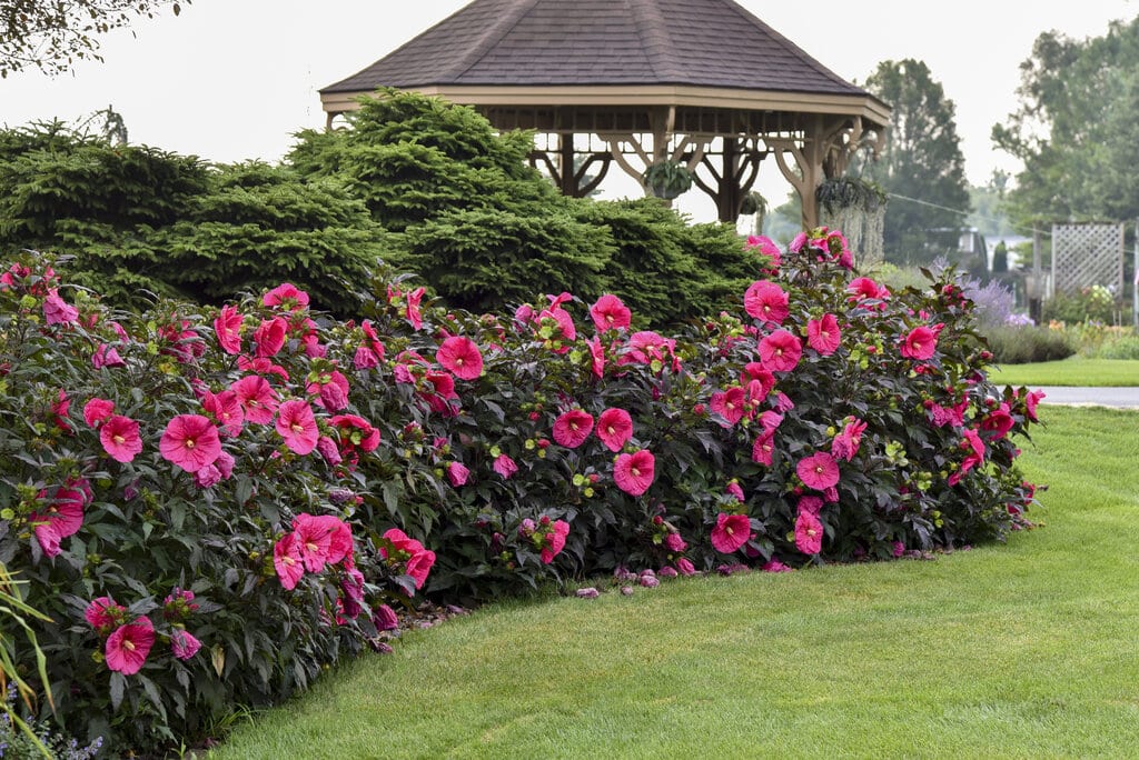 Shrubs for Summer Color Beaver Bark TriCities, WA