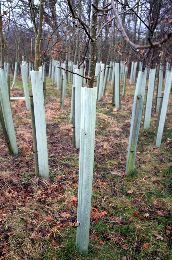 Trees planted with plastic protective collars designed to protect