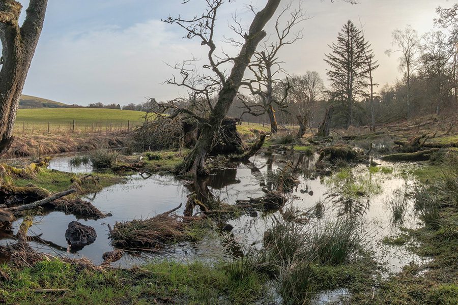 Places to see beavers Beaver Trust
